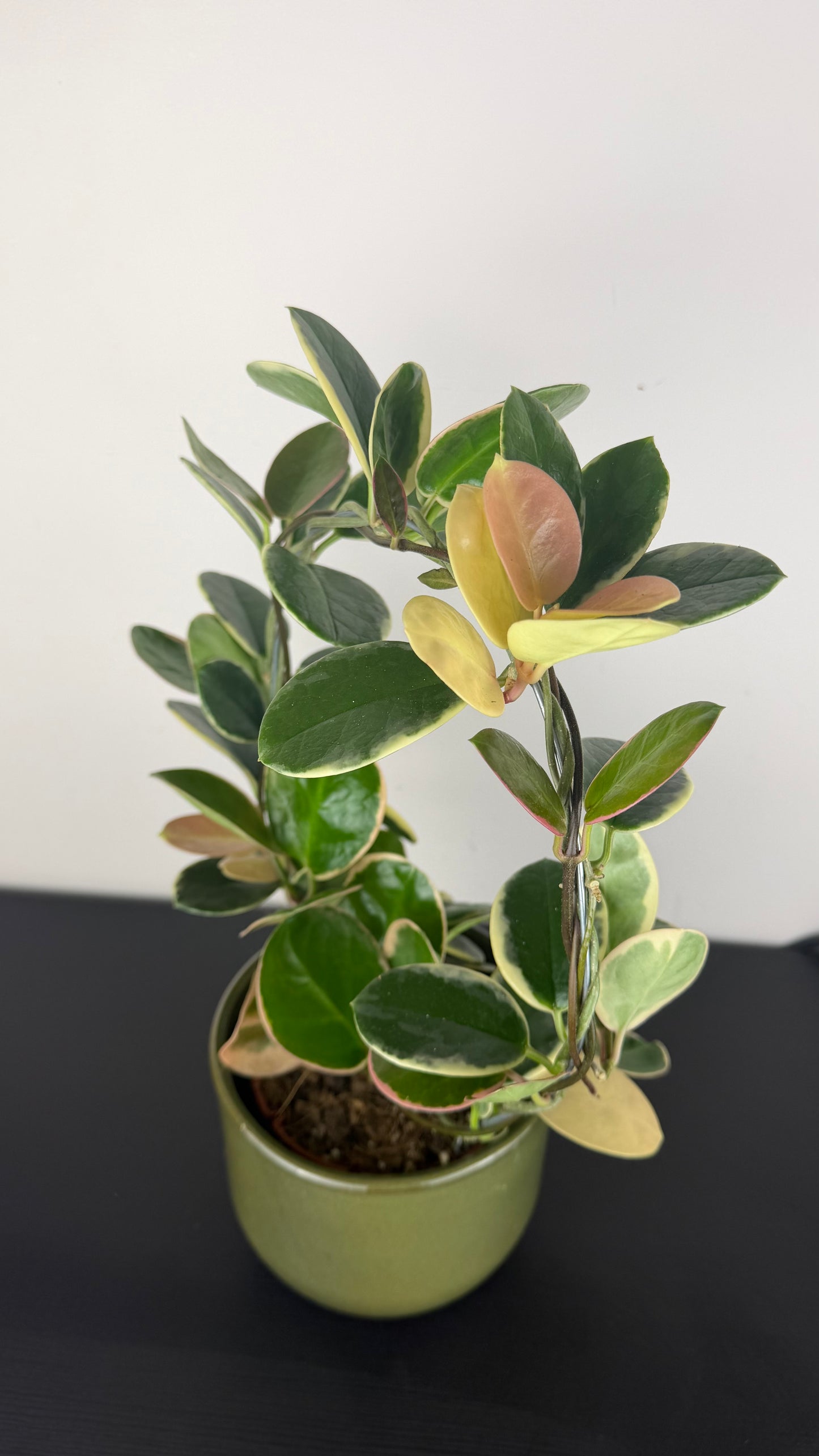 Hoya Australis Blondie