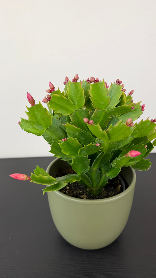 Schlumbergera 3