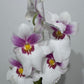 Orhideja Miltoniopsis 1
