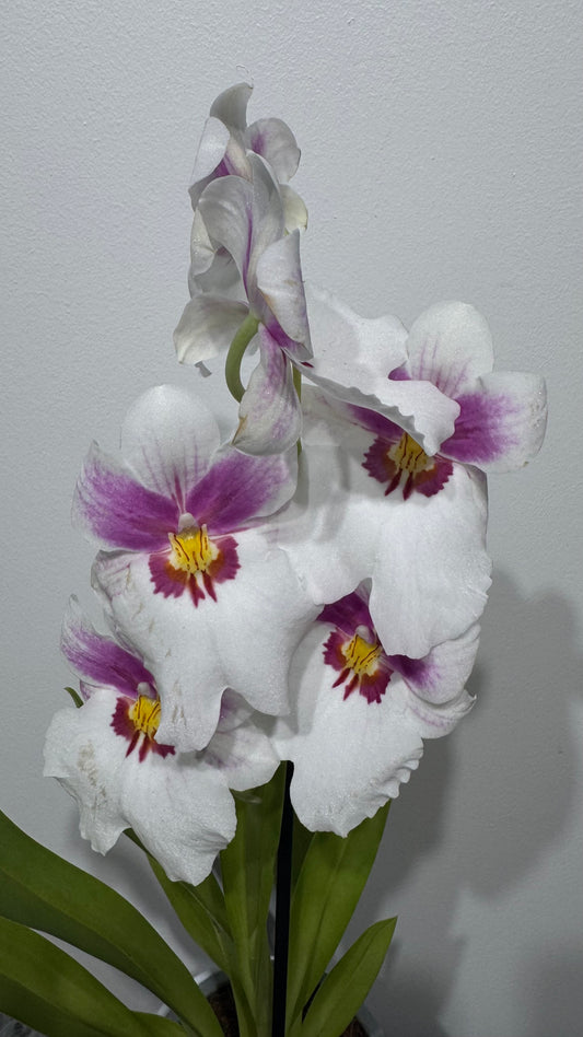 Orhideja Miltoniopsis 1