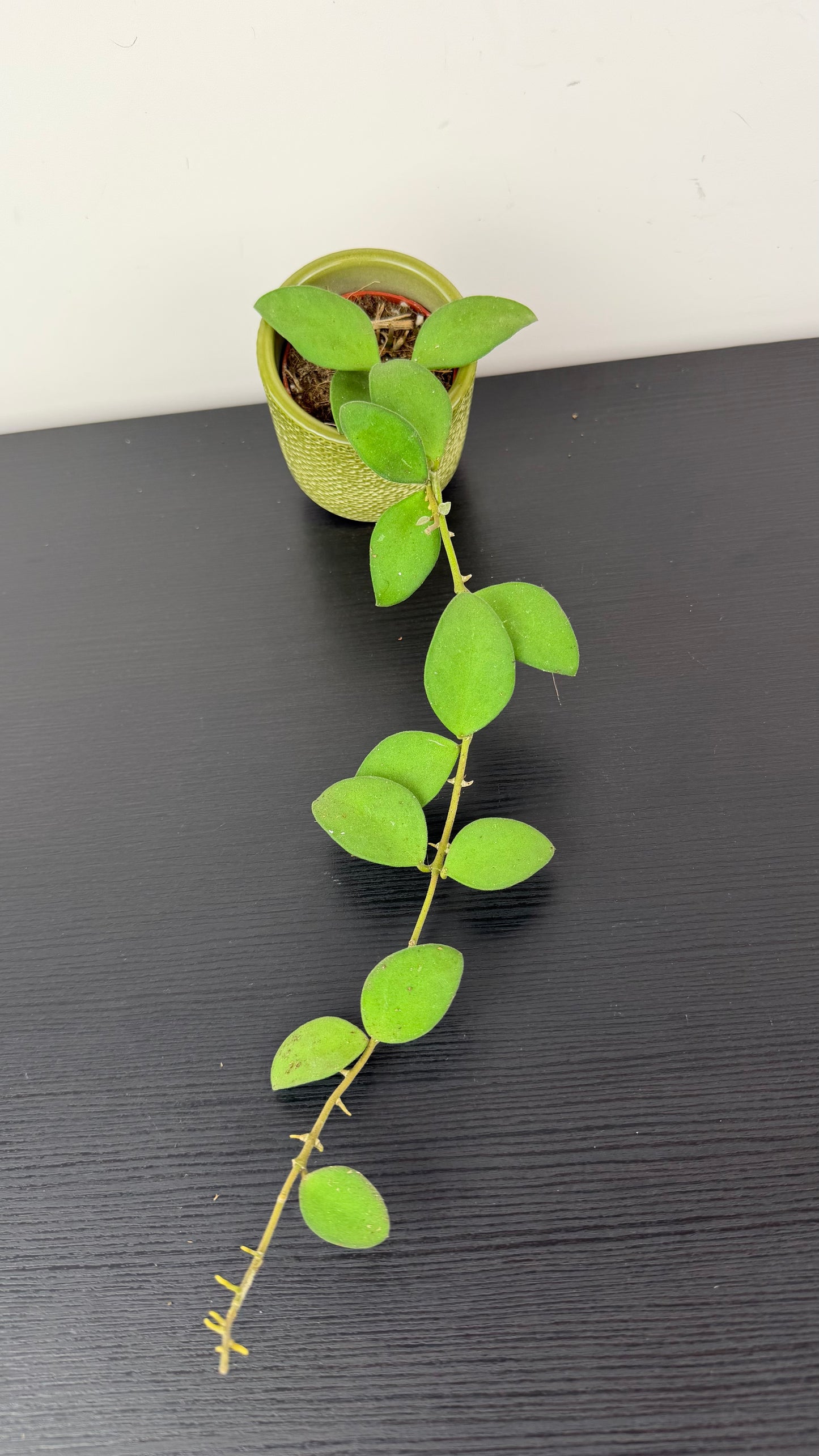 Hoya nummularioides