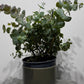 Eucalyptus Cinerea - www.augi-plants.lv