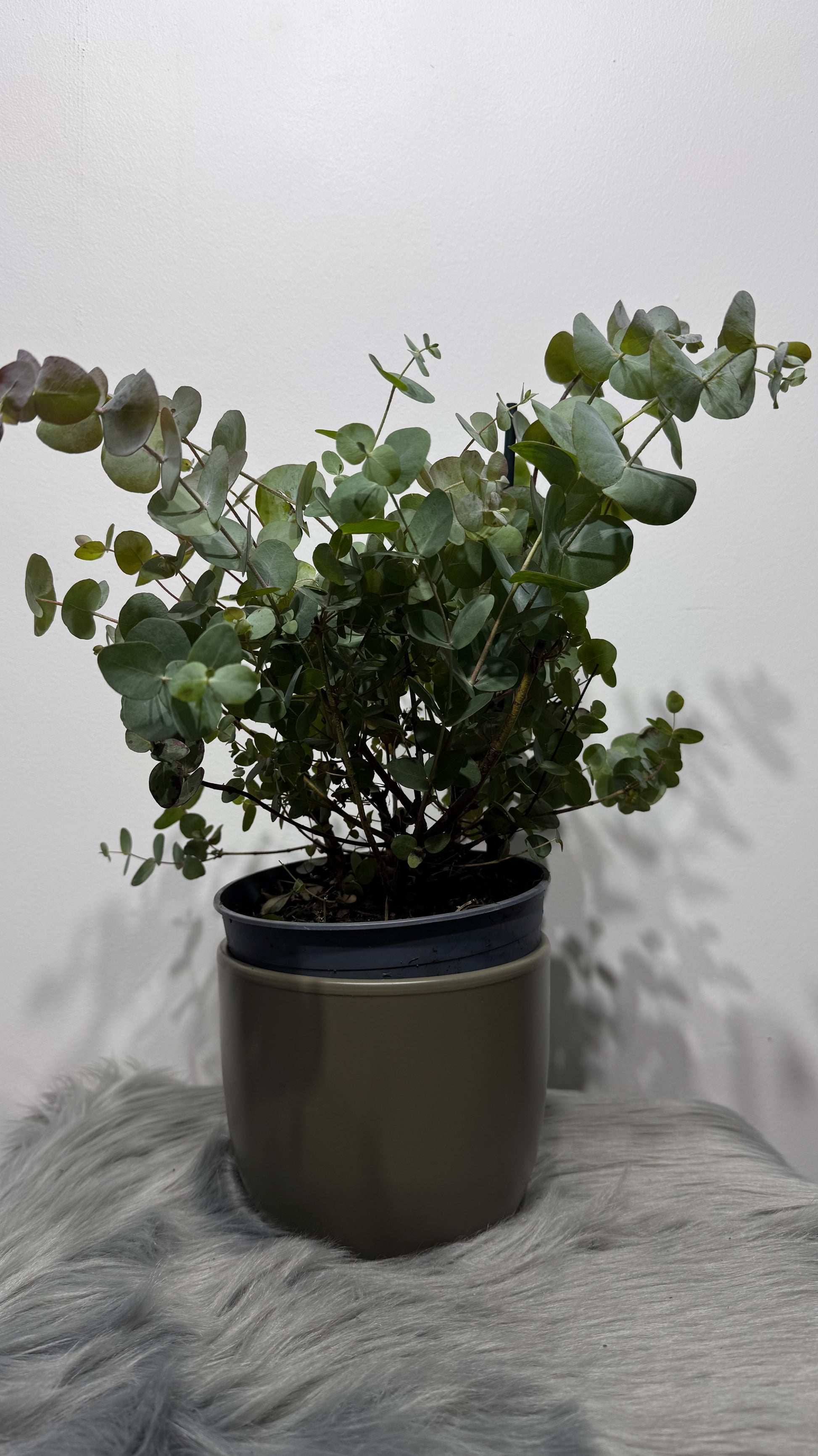 Eucalyptus Cinerea - www.augi-plants.lv