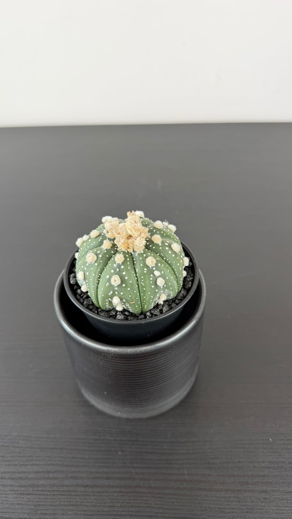 Astrophytum Asterias