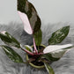 Philodendron Red Anderson - www.augi-plants.lv