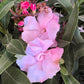 Oleander