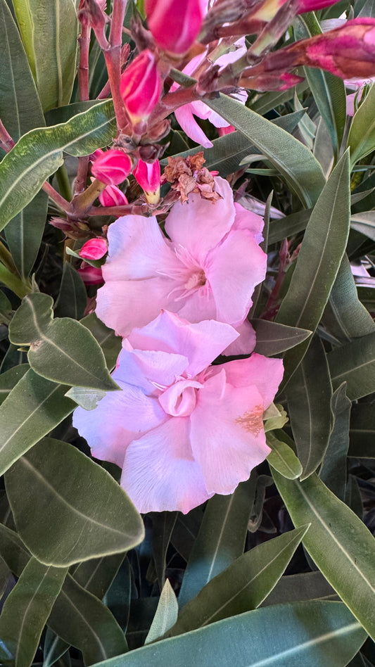 Oleander