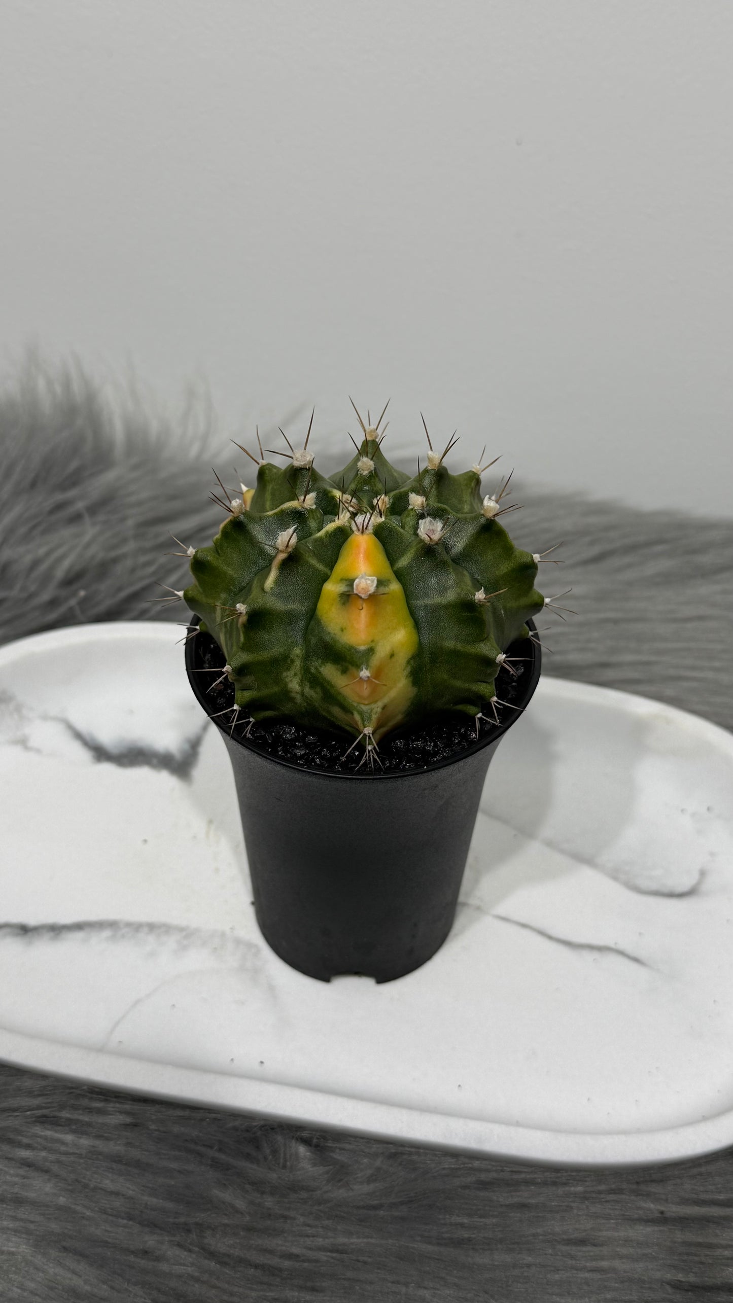 Gymnocalycium mihanovichii variegata