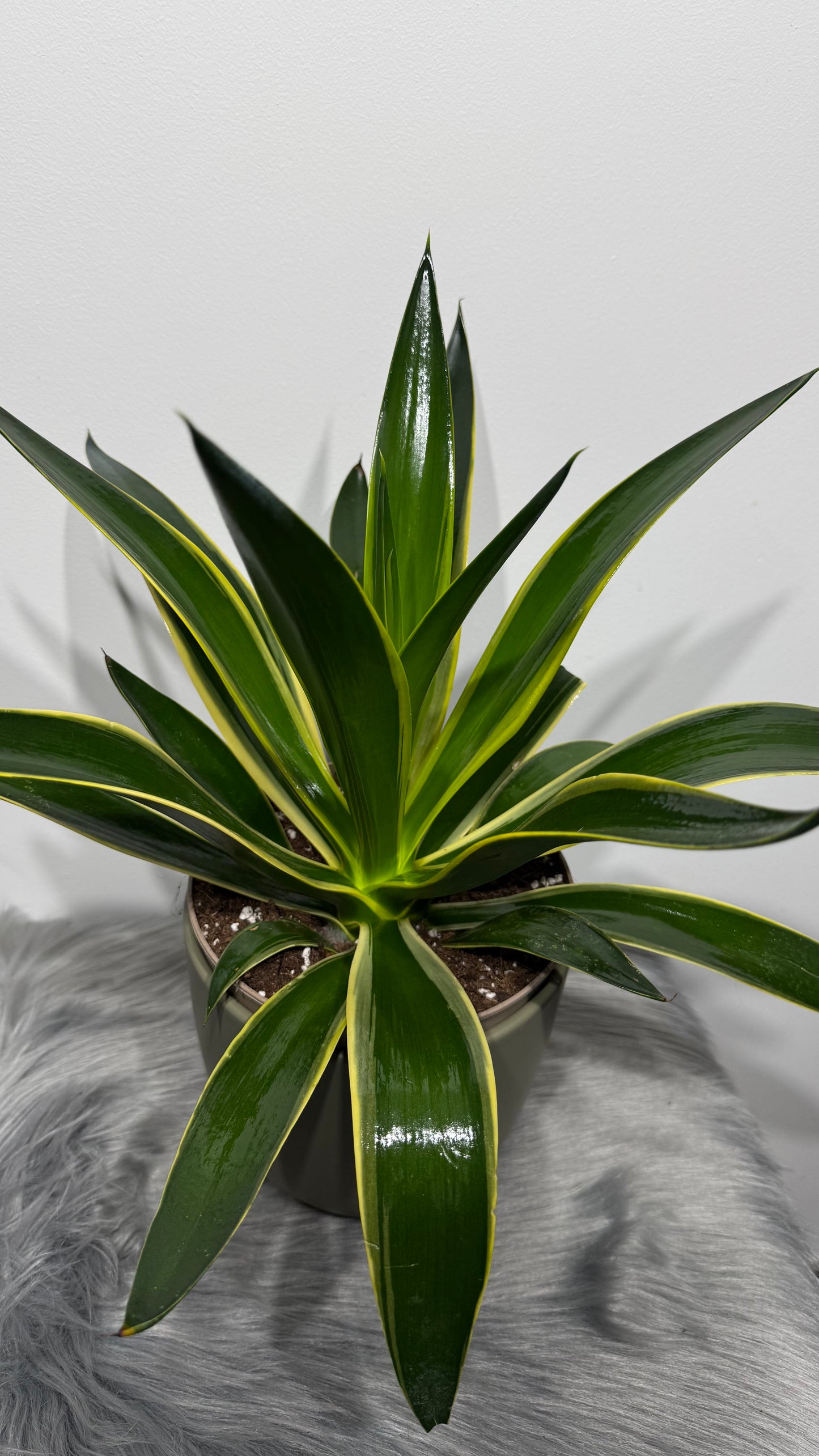 Agave Americana Desmentia variegata