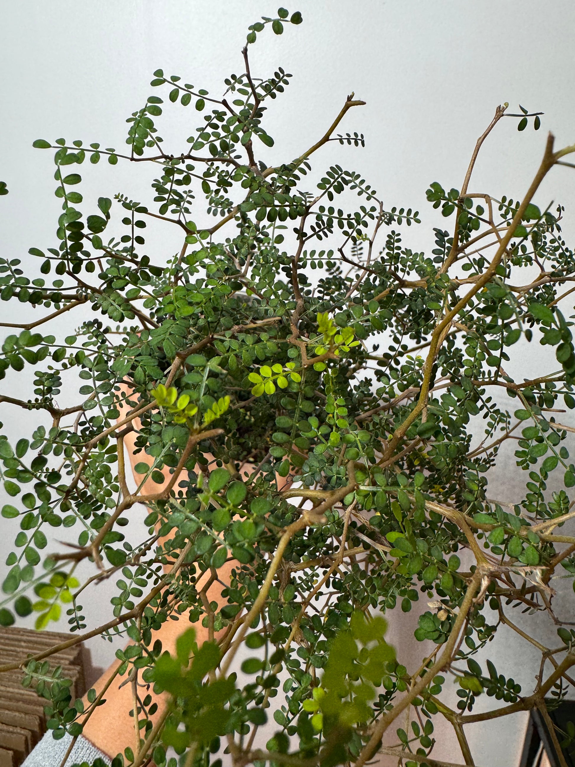 Sopho Little Baby - www.augi-plants.lv