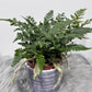 Humata Tyermannii