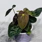 Anthurium papillilaminum