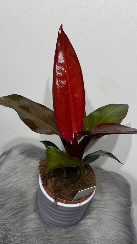 Philodendron Mccolleys Finale