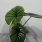 Alocasia Bisma Silver - www.augi-plants.lv