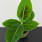 Musa dwarf Cavensish
