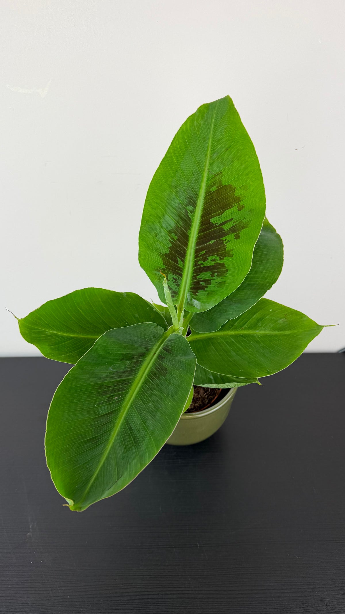 Musa dwarf Cavensish