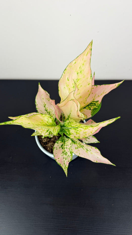 Aglaonema 13