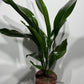 Aspidistra elatior