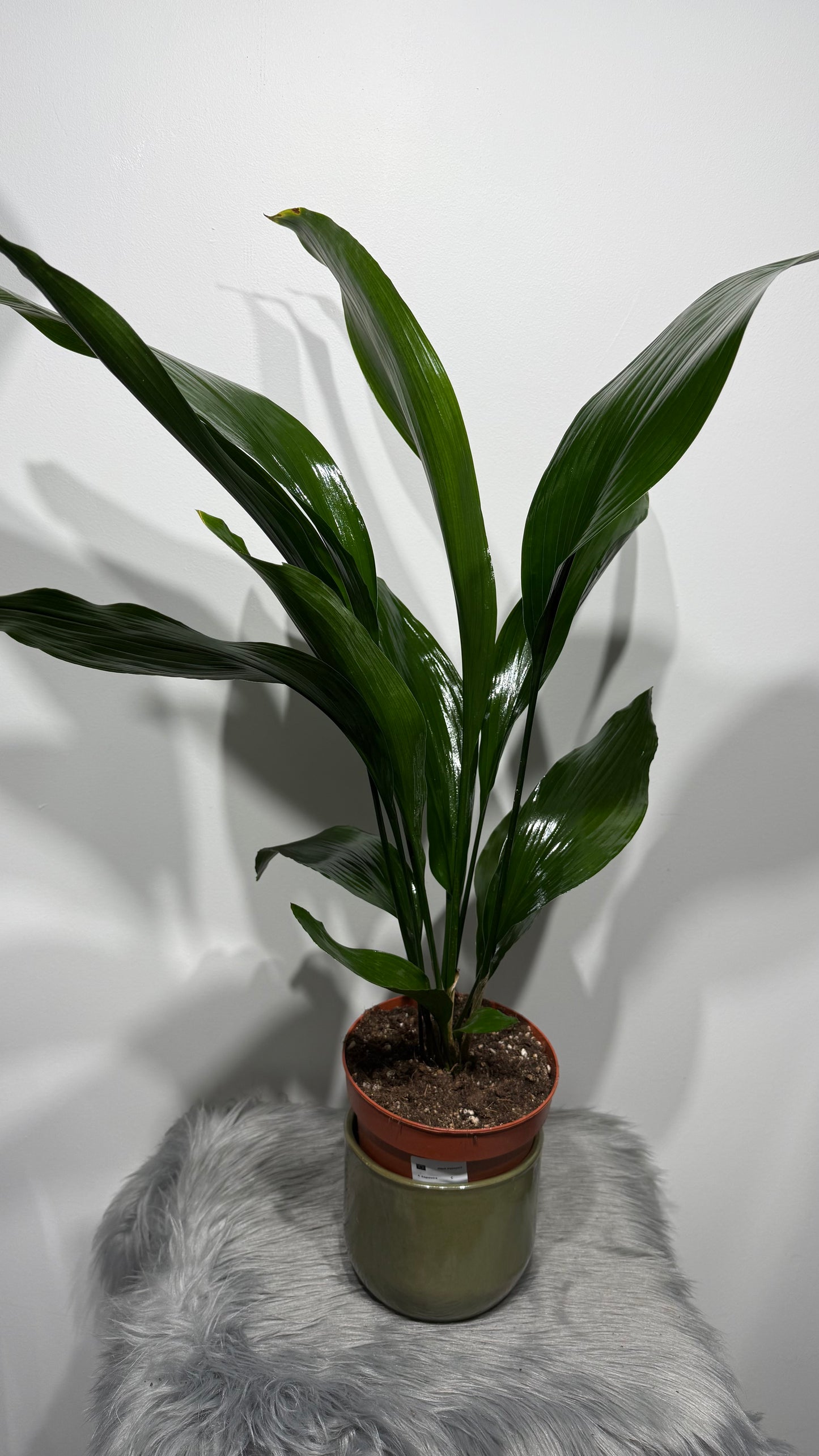 Aspidistra elatior