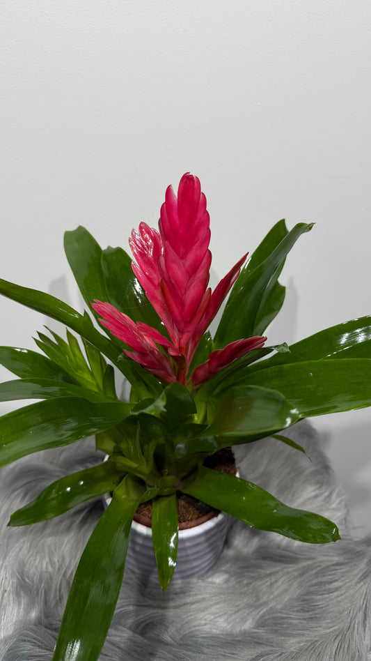 Vriesea Pink