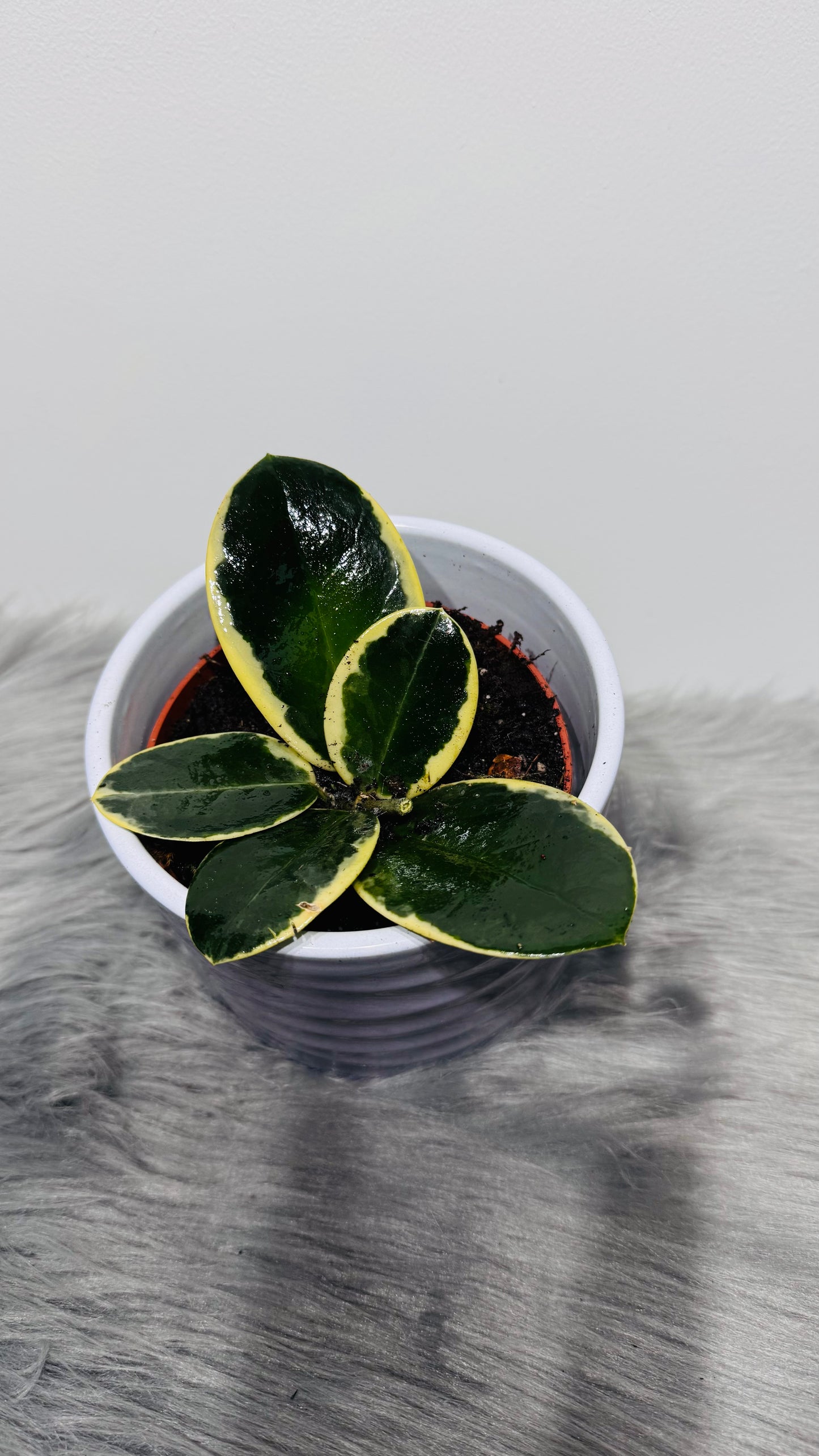 Hoya Australis Blondie