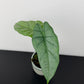 Alocasia heterophylla Corazon
