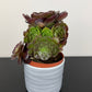 Aeonium Arboreum Velours