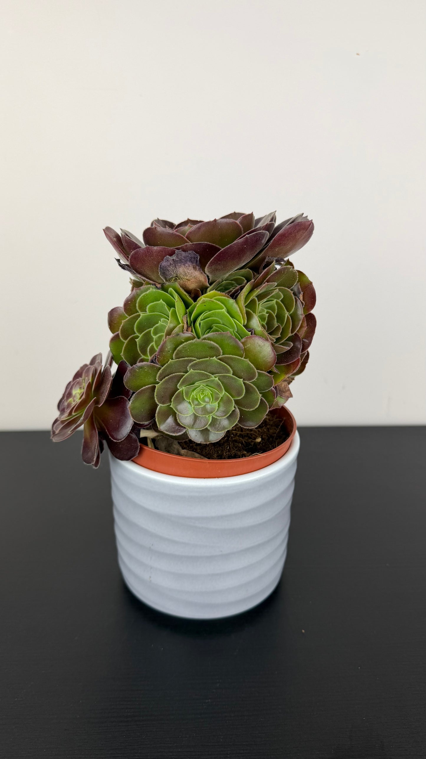 Aeonium Arboreum Velours