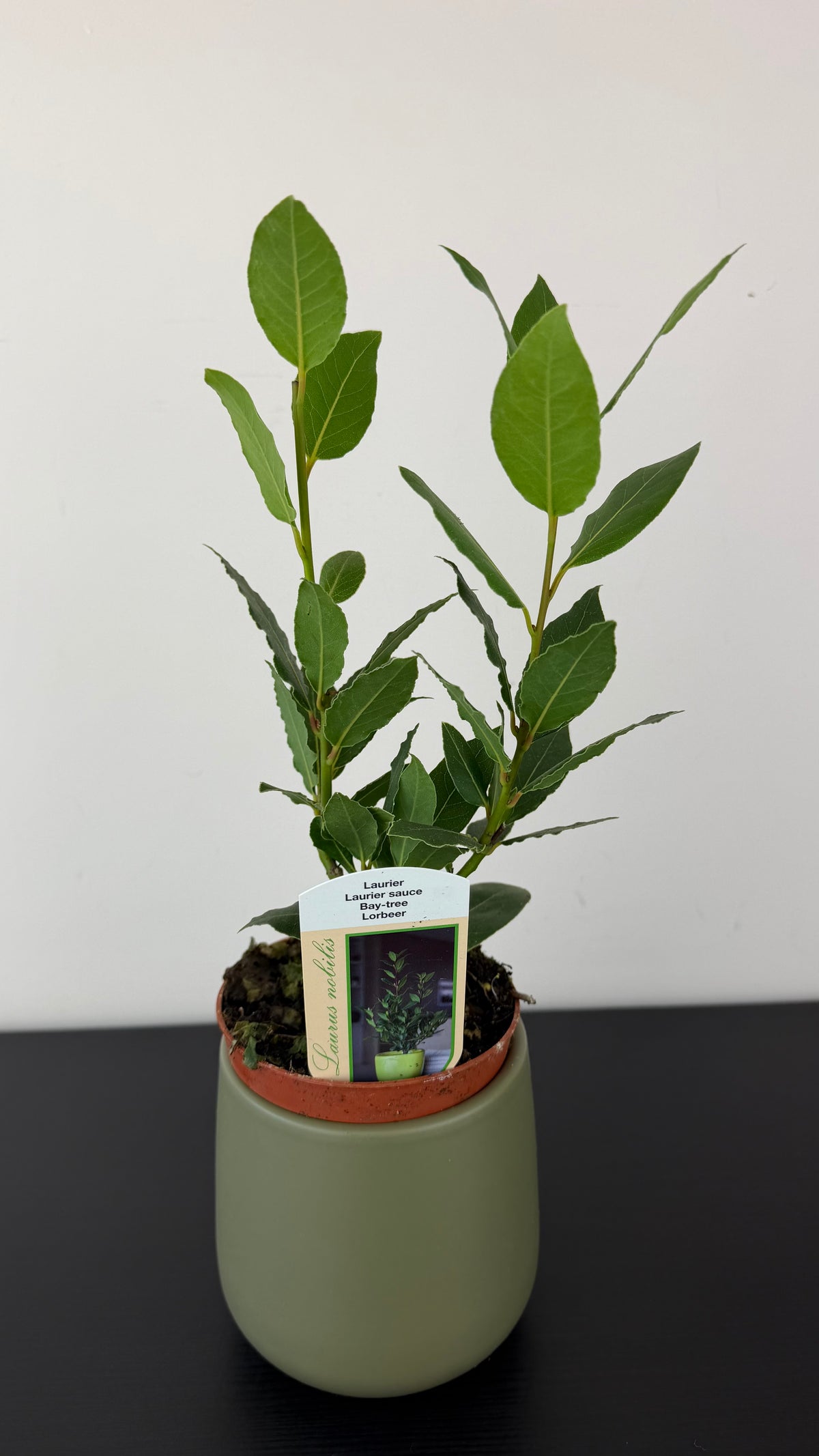 Laurus Nobilis