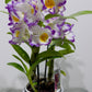 Orhideja Dendrobium Nobile SMARŽO