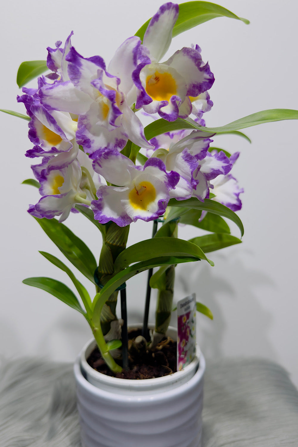 Orhideja Dendrobium Nobile SMARŽO