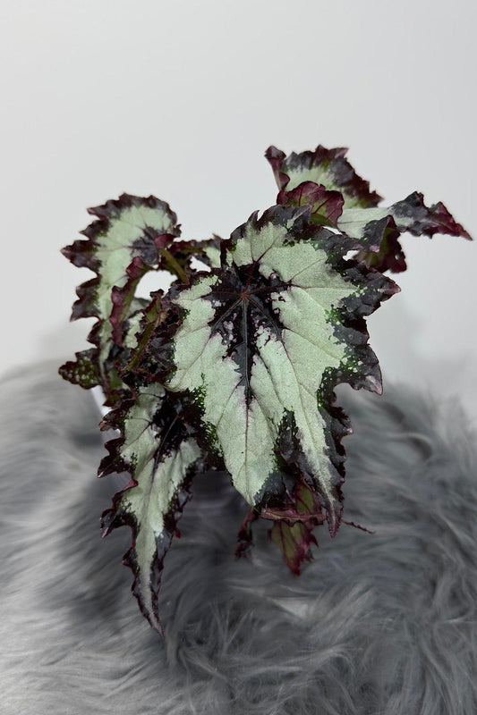Begonia Rex 2 - www.augi-plants.lv