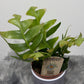 Epiphyllum Chrysocardium - www.augi-plants.lv