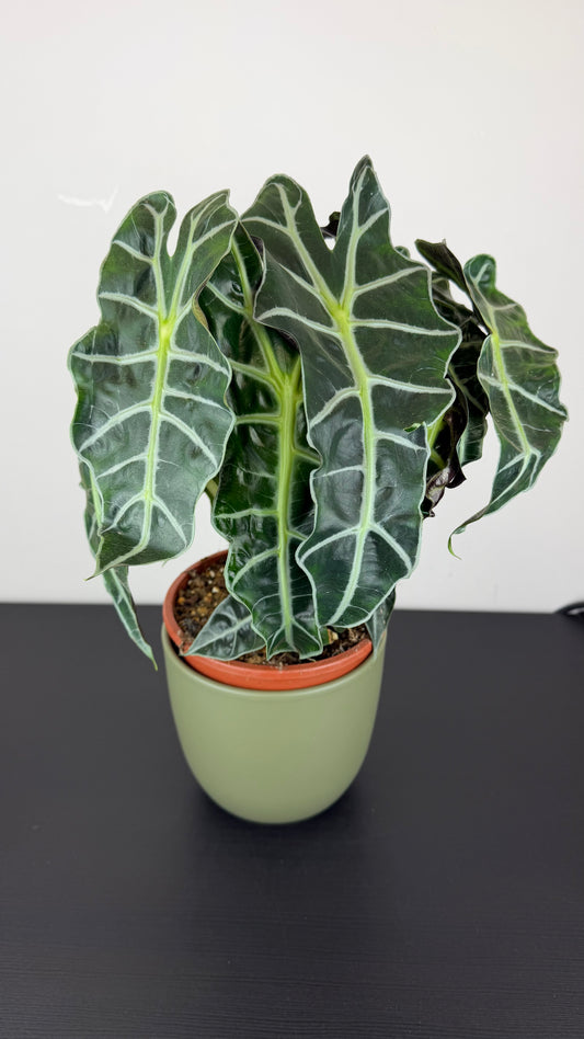 Alocasia Polly