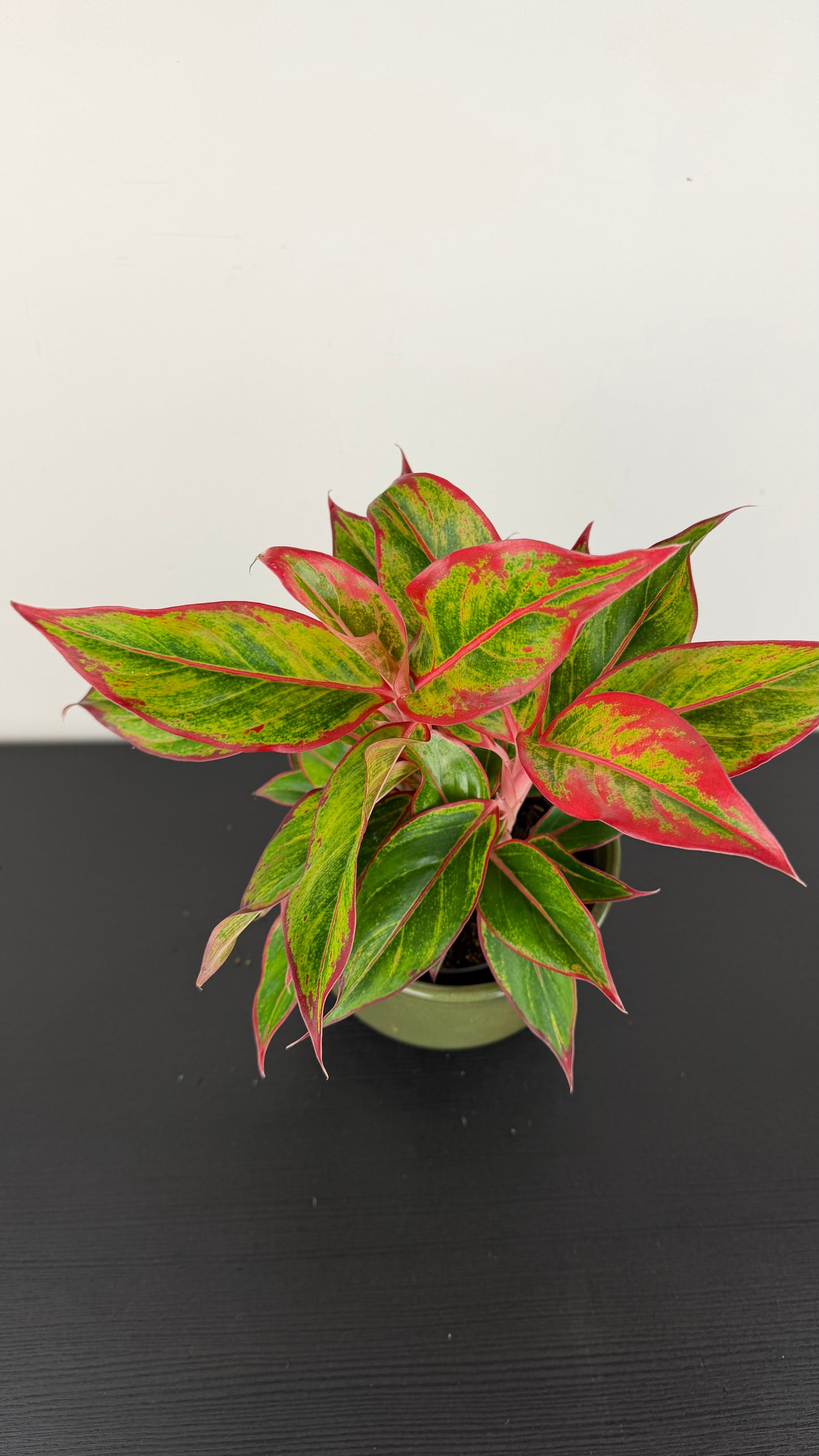 Aglaonema 11