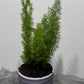 Asparagus Densiflorus