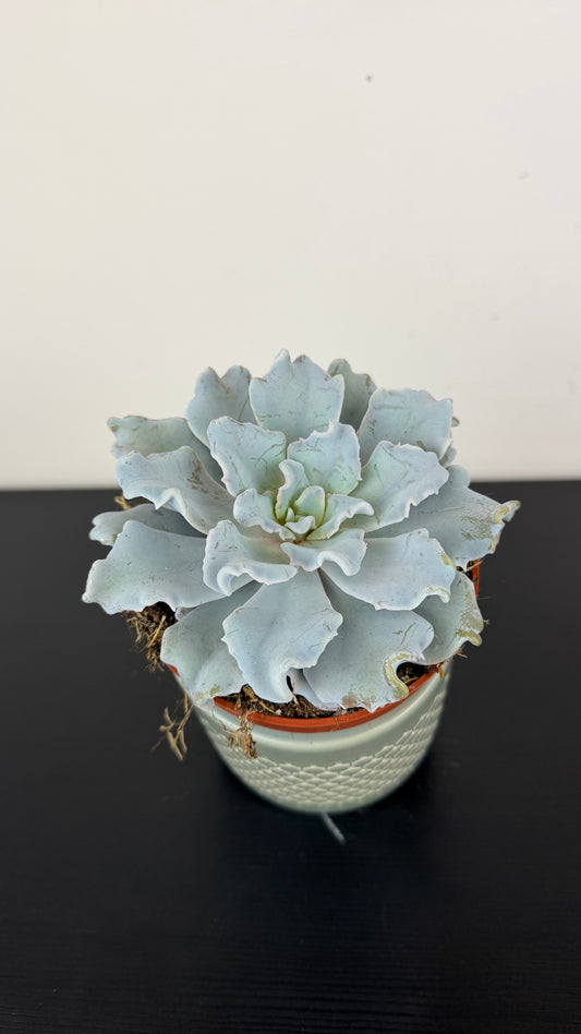 Echeveria Crispy Beauty