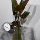 Philodendron 3