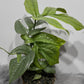 Amydrium Silver
