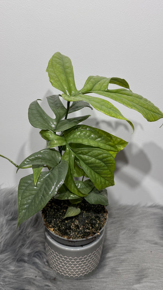 Amydrium Silver