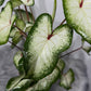 Caladium 4