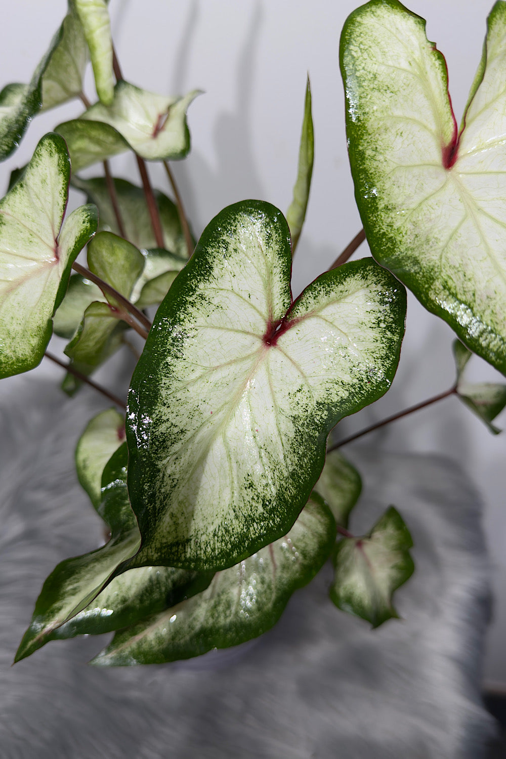 Caladium 4