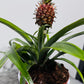 Ananas Amigo Red