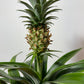 Ananas Amigo - www.augi-plants.lv