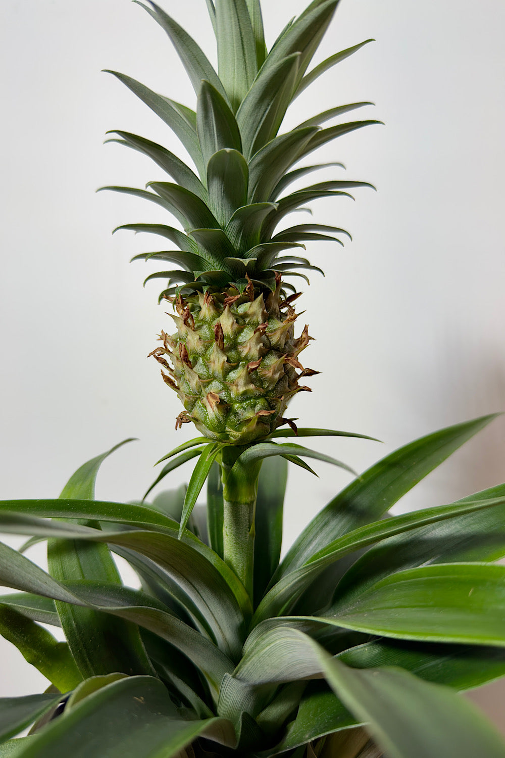 Ananas Amigo - www.augi-plants.lv