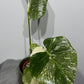 Monstera Thai Constellation 6
