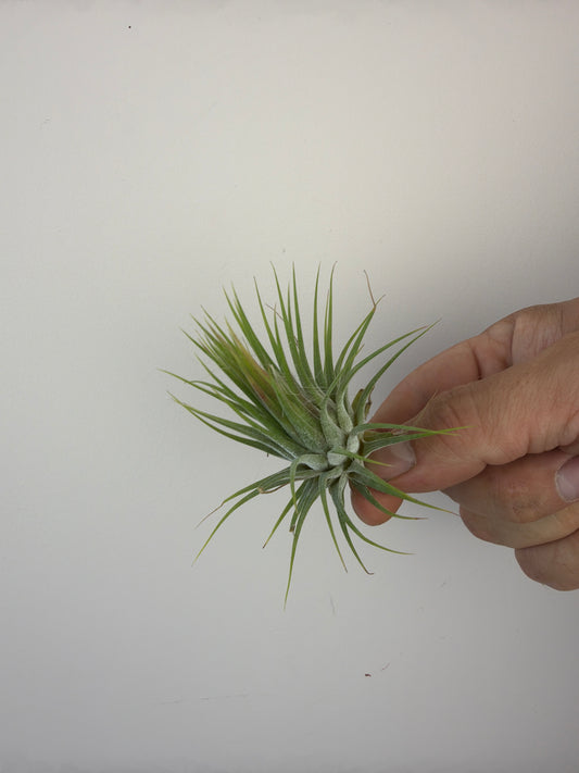 Tillandsia Air plant 5