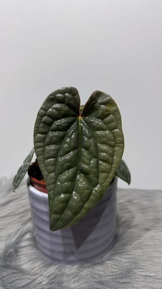 Anthurium Luxurians