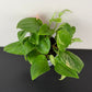 Scindapsus Rubicon