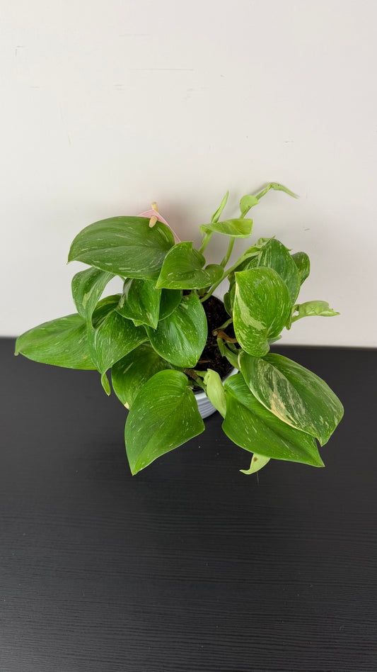 Scindapsus Rubicon